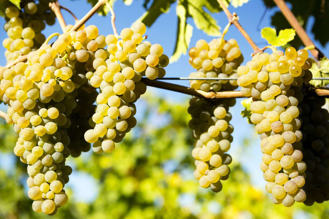 cépage viognier